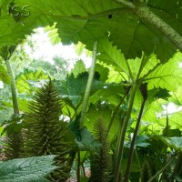 Brazilian Giant-rhubarb